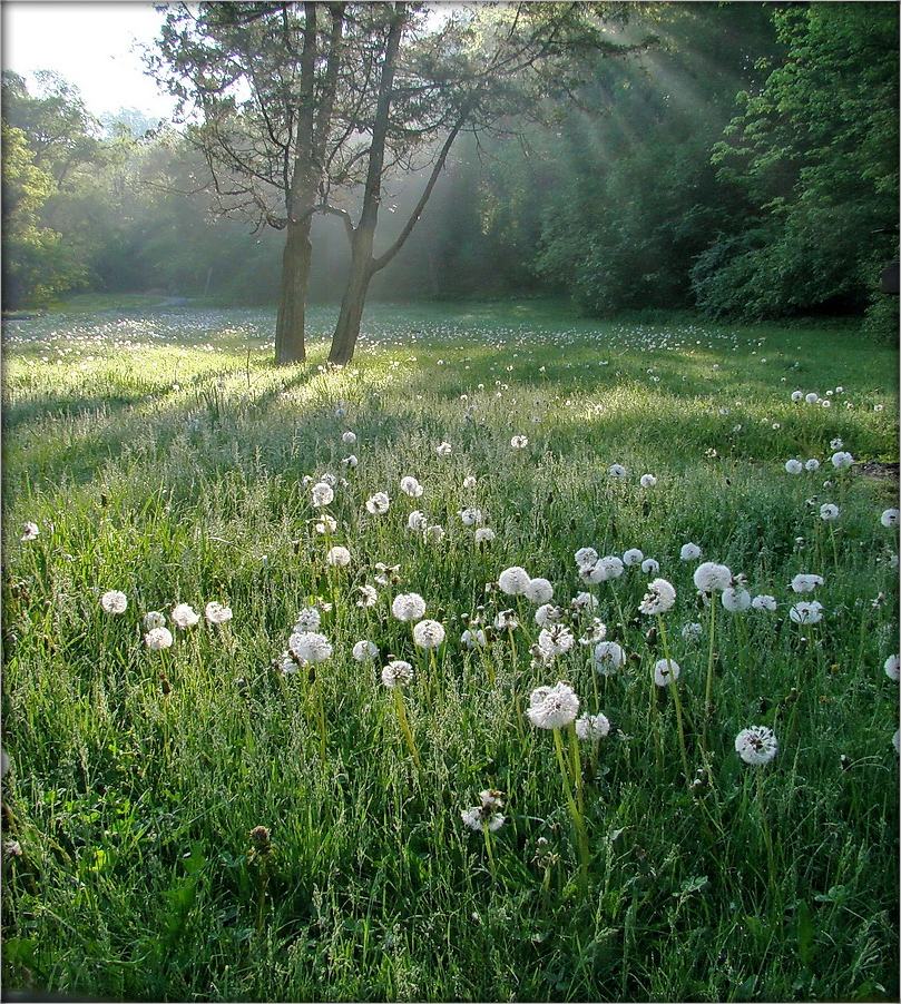 па ранішнім расьніку