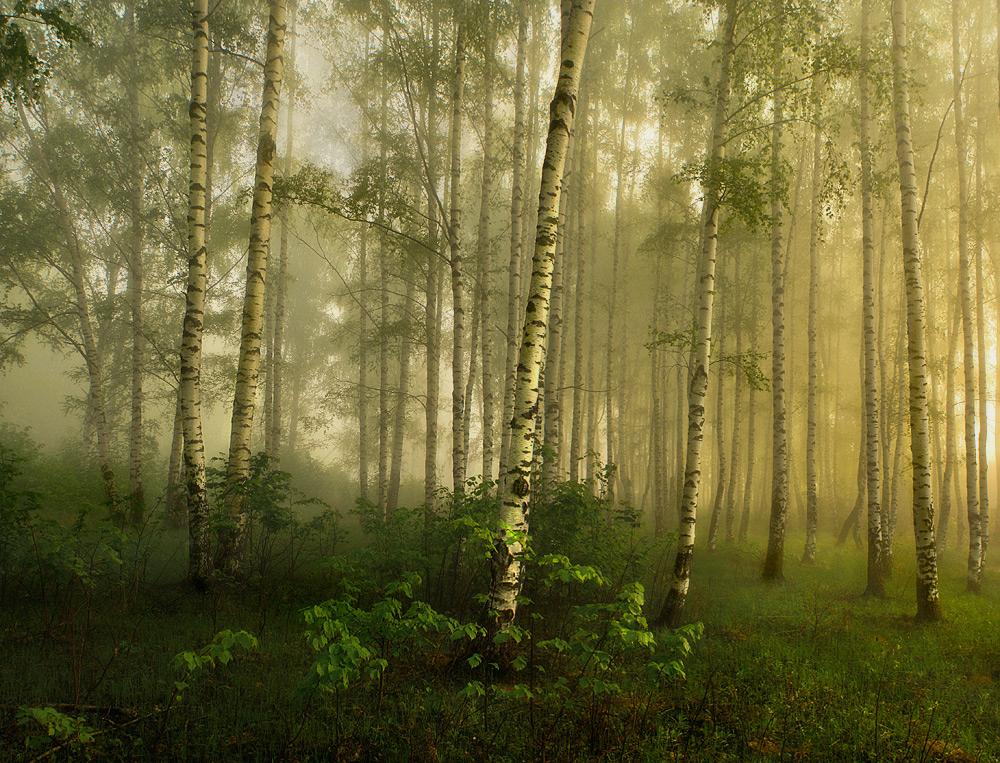Просыпающееся утро