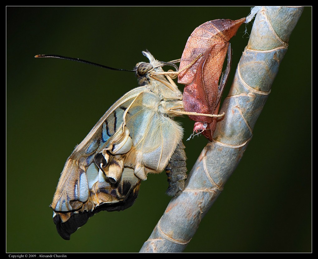 Обретение крыльев