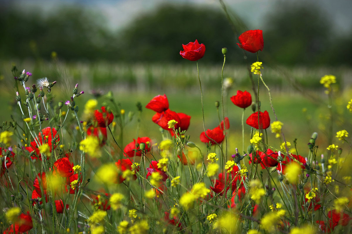 Весенняя открытка с маками