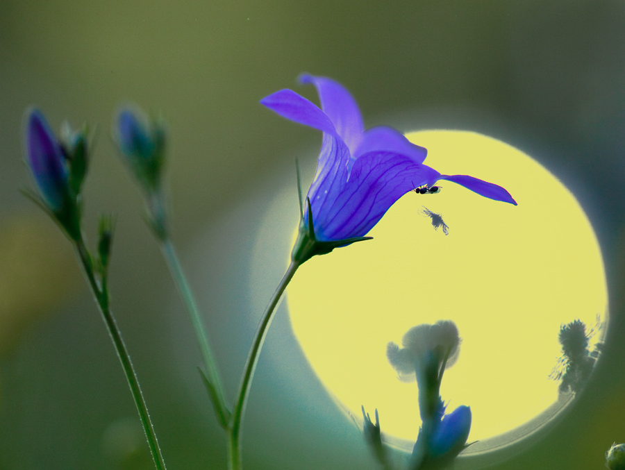 ПРИДОРОЖНАЯ