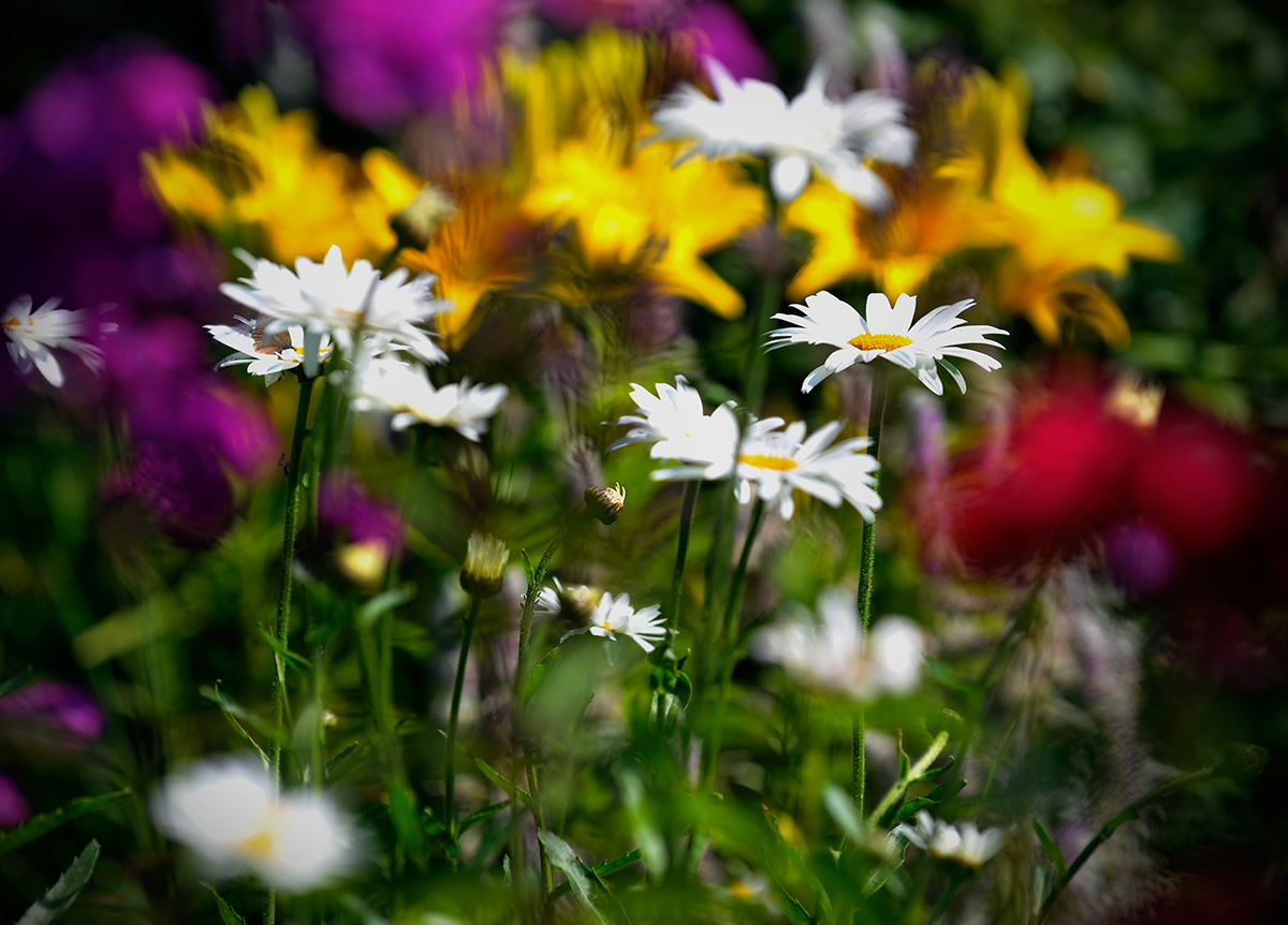 Летняя ветренность