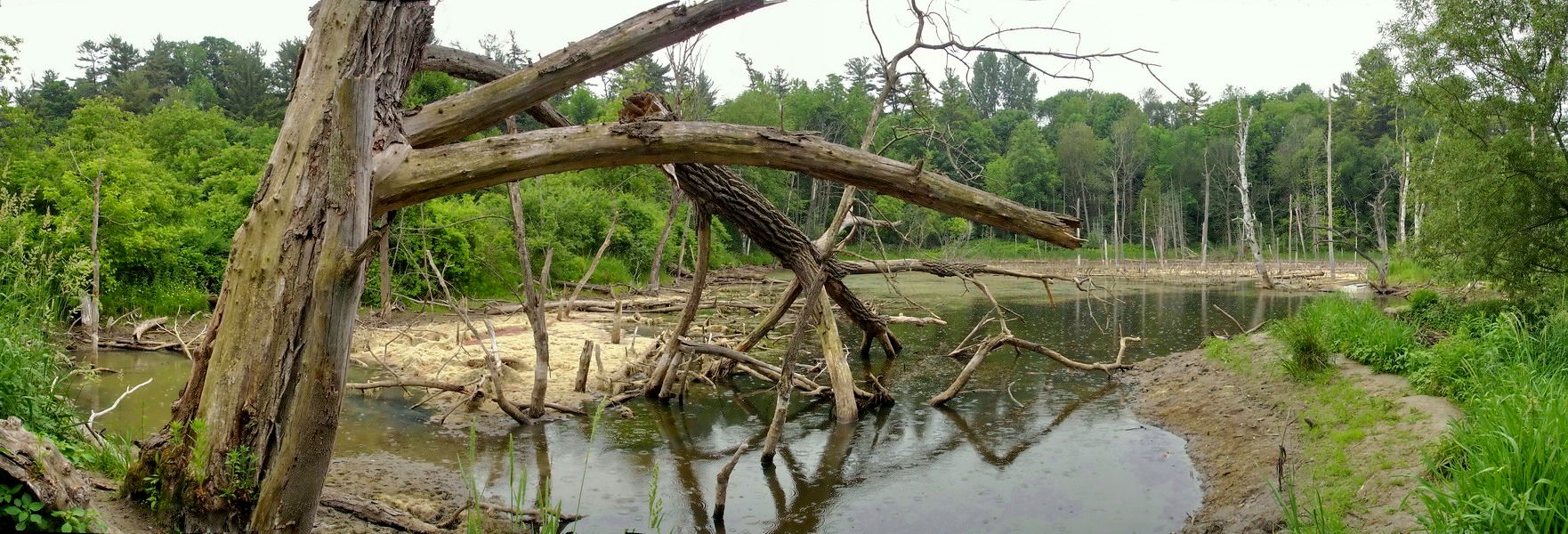 дрэвы паміраюць стоймя