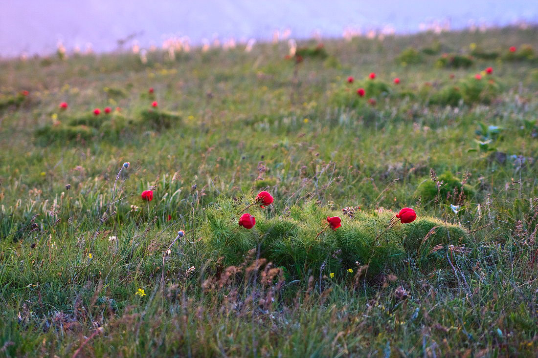 Утро с Пионами