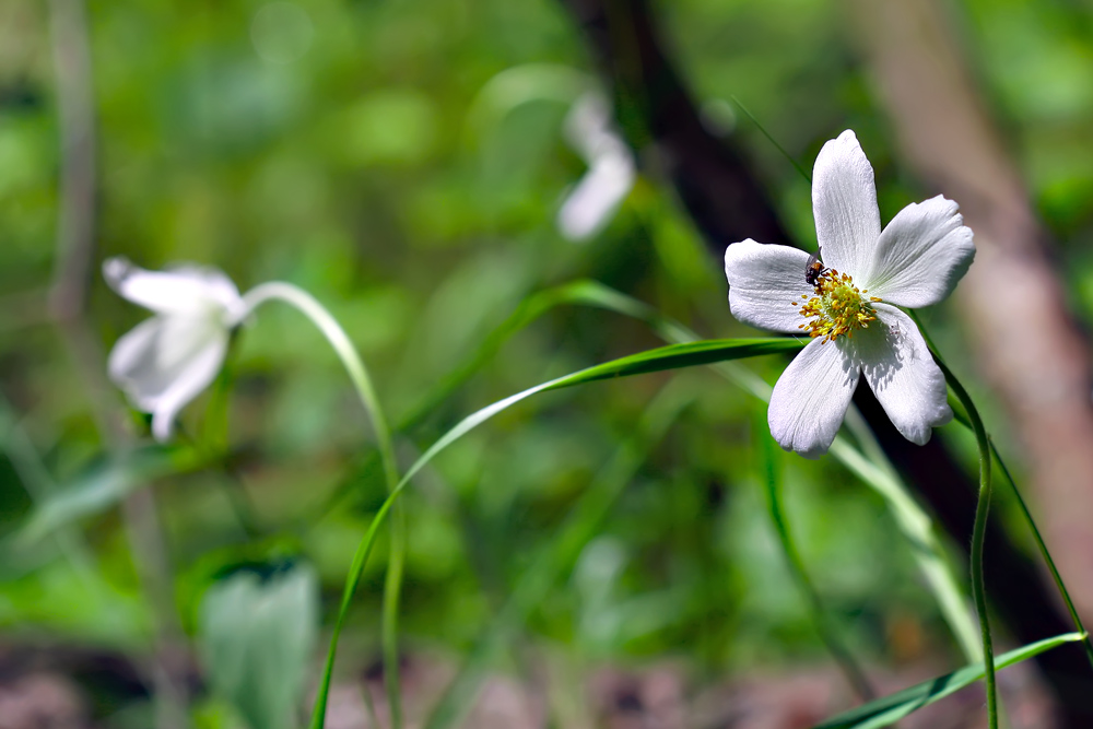 Ветреница лесная