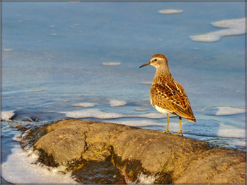 лапкі не замачыць