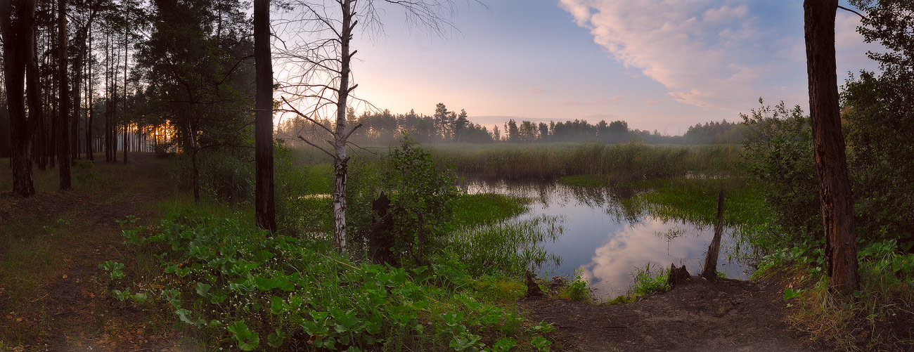 Вечер В Лесу