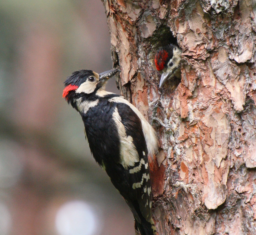 дела семейные