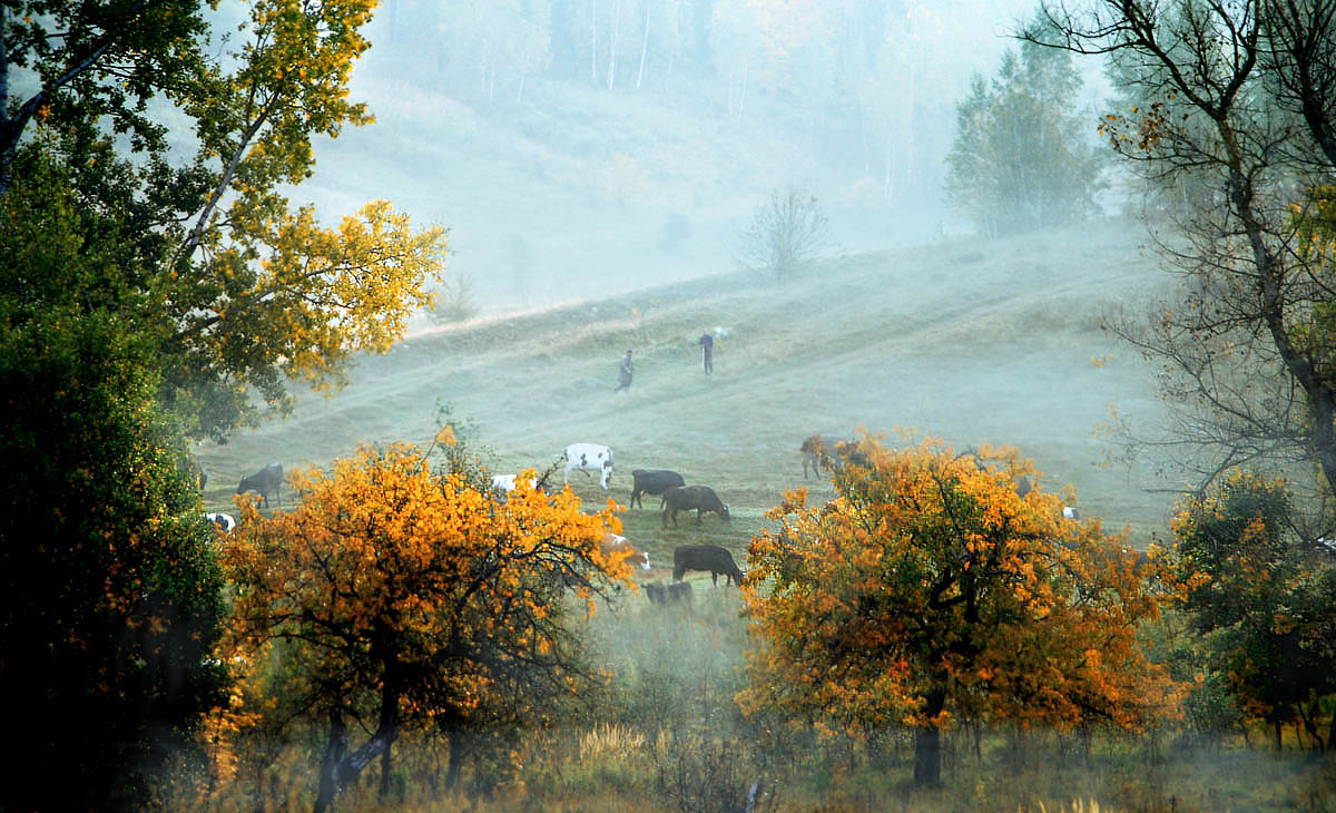 пастушки в тумане
