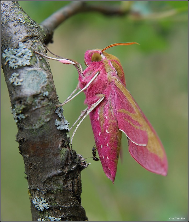 Я ещё успею на этот Боинг )