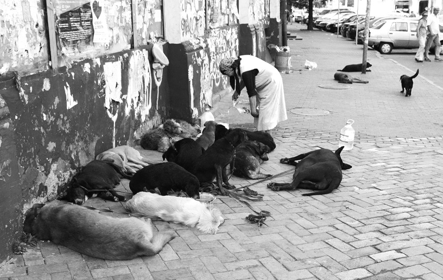 Собачий приют