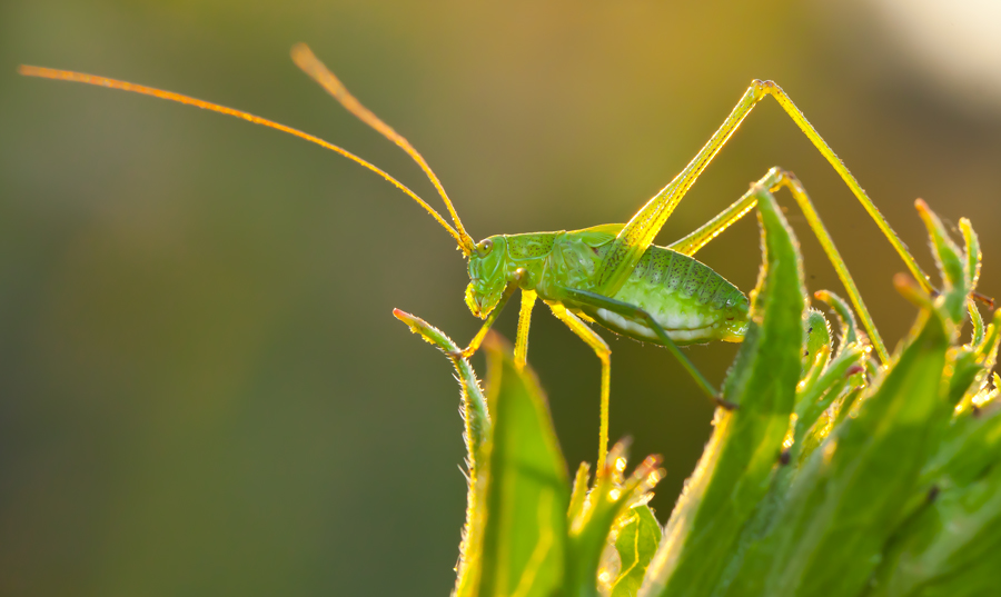 МОЛОДОЙ КУЗНЕЧИК