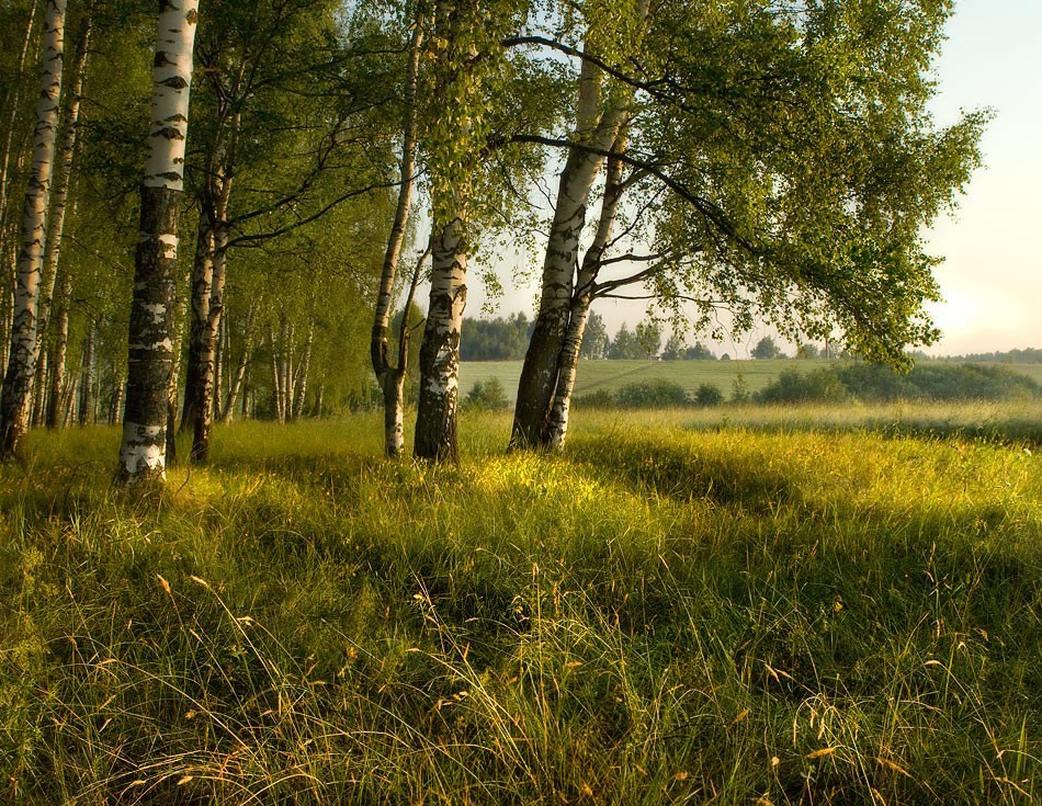 Июньское утро