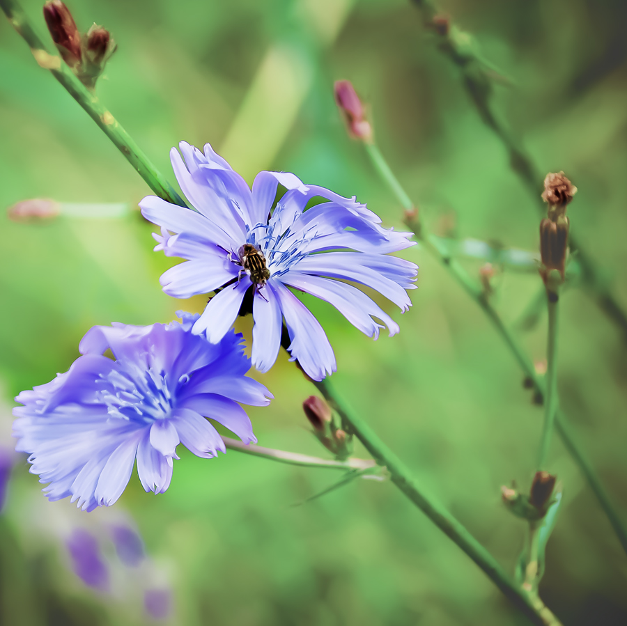 ГОЛУБОГЛАЗКА