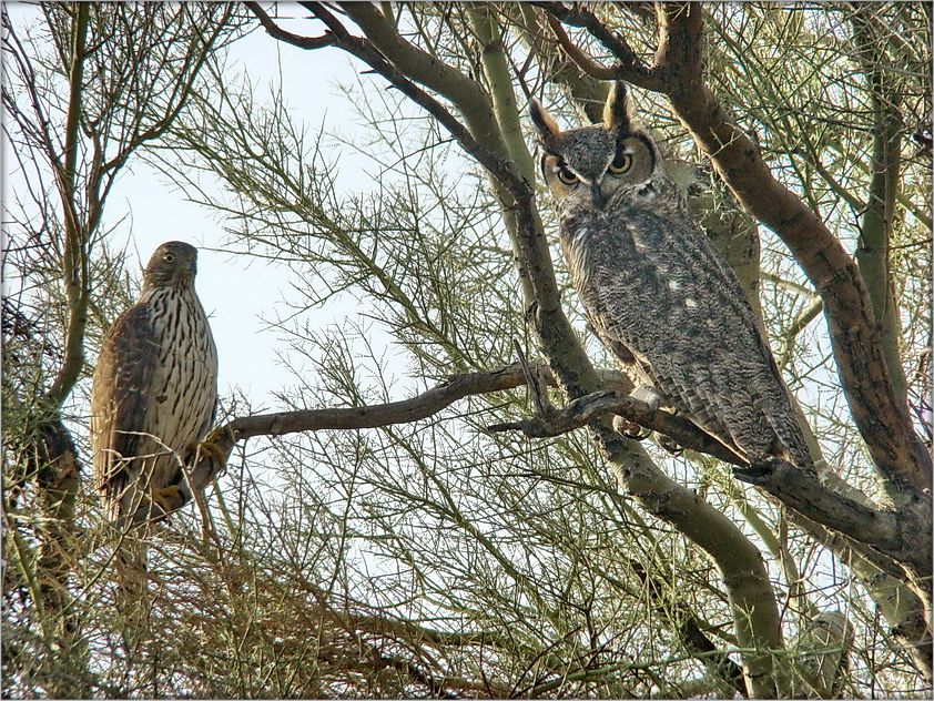 трэцім буш?