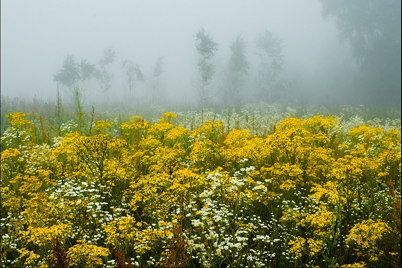 Часовые  тумана