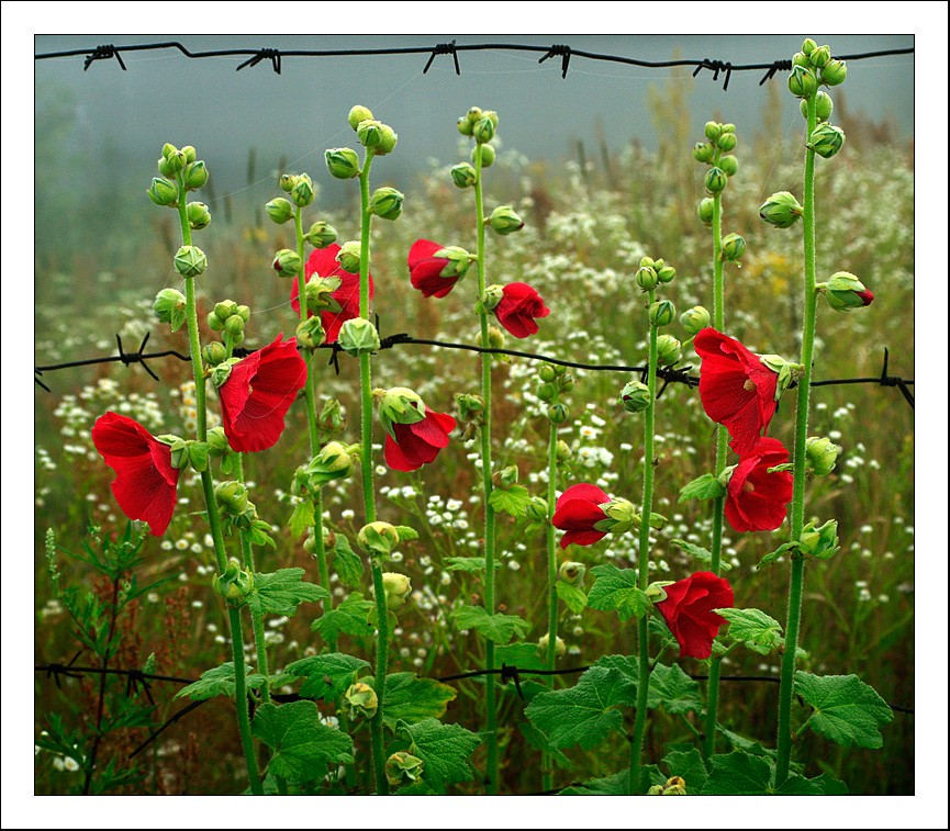 А там туманная свобода.