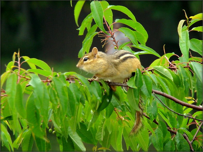 ..а фсё, што не ж'еў - то пахавАю!