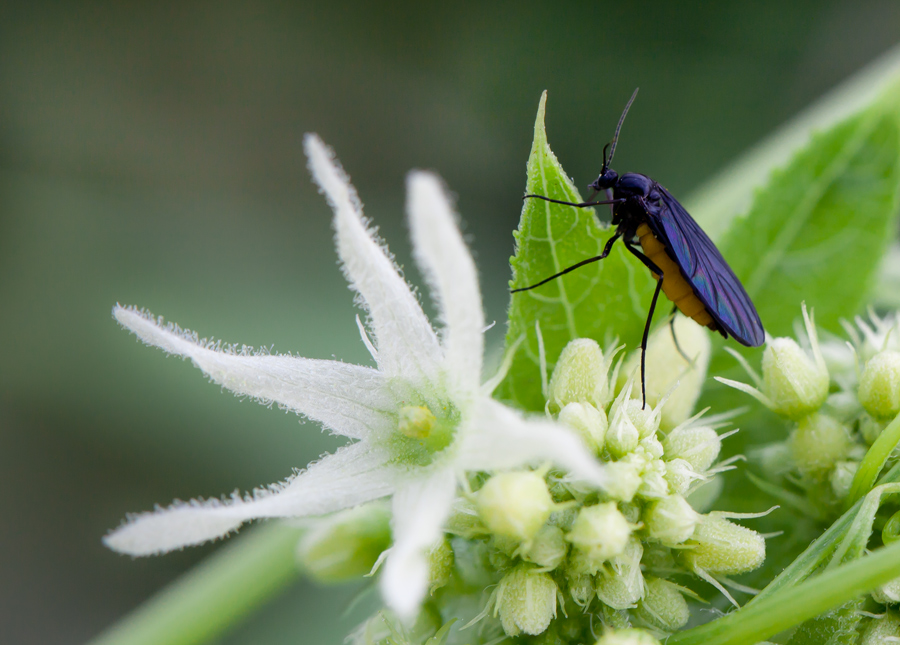 ДВЕ МОДНИЦЫ