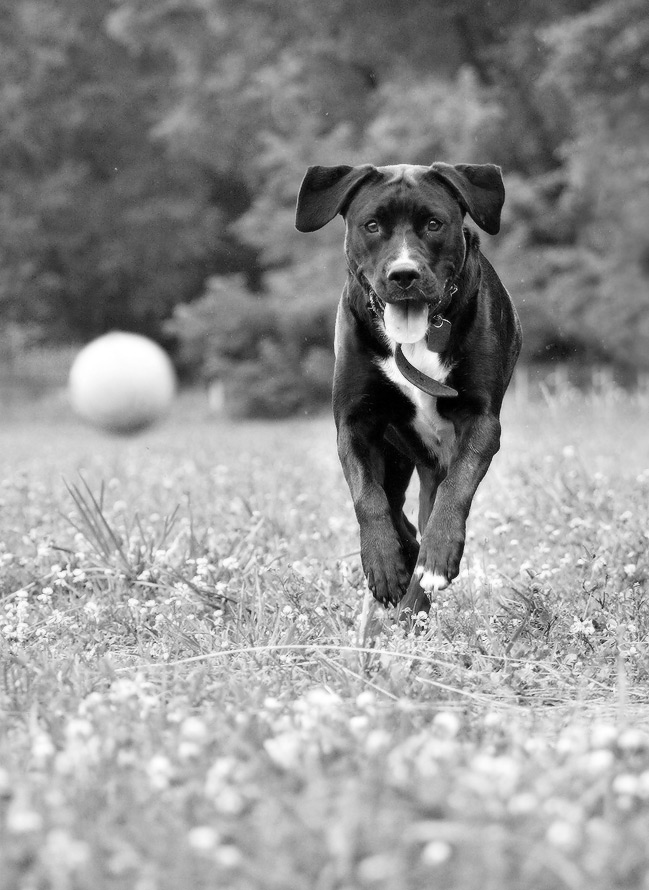 колобок, я тебя съем -2