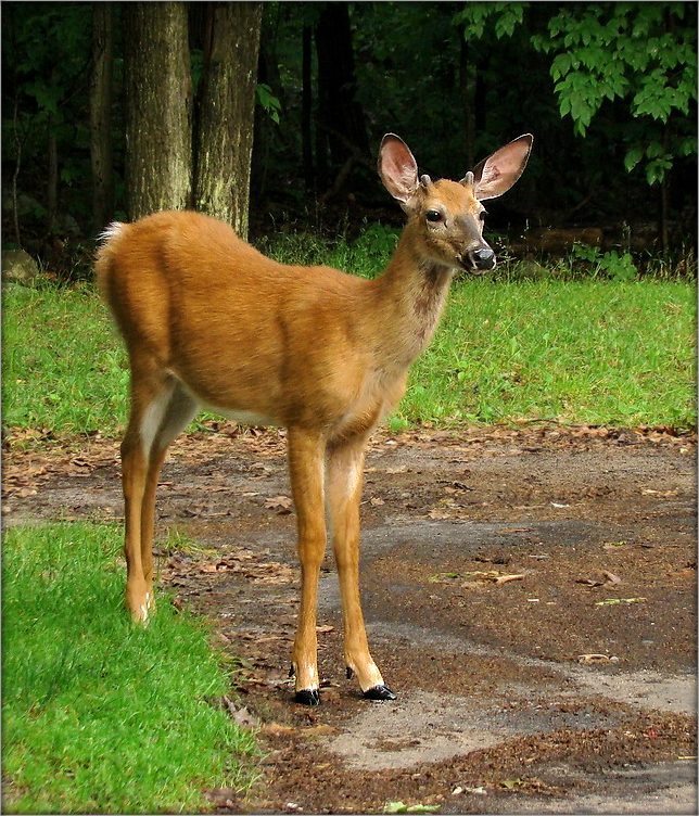 ..'туфли-лодочки'