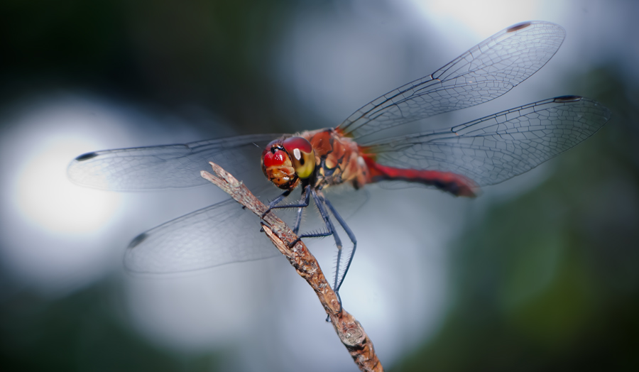 ФОТОГРАФИРУЙТЕ ПОБЫСТРЕЕ, Я НА МИНУТКУ...