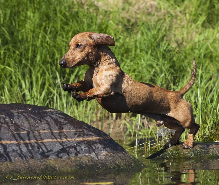 Купание рыжего коня