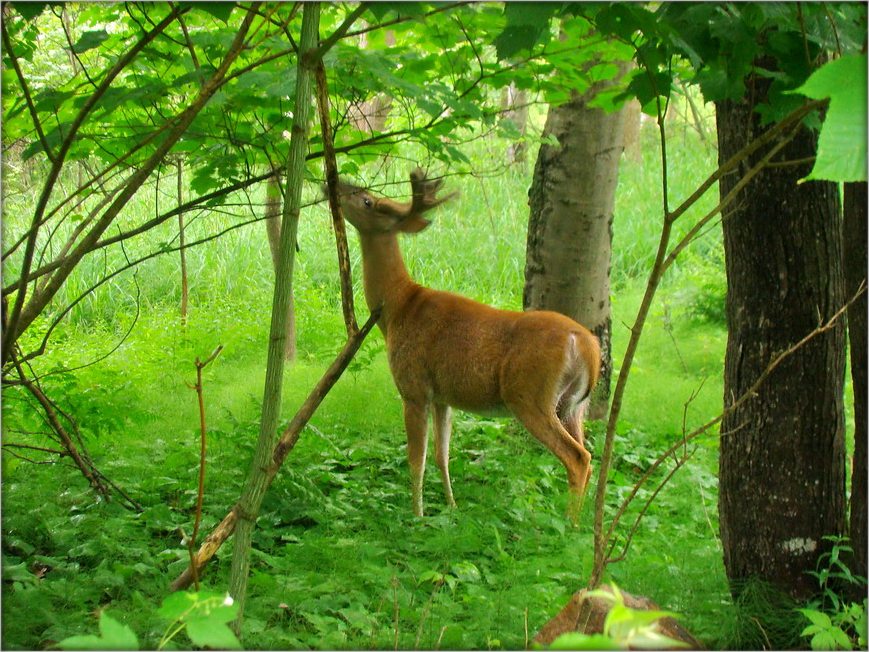на завулках Iзумруднага горада