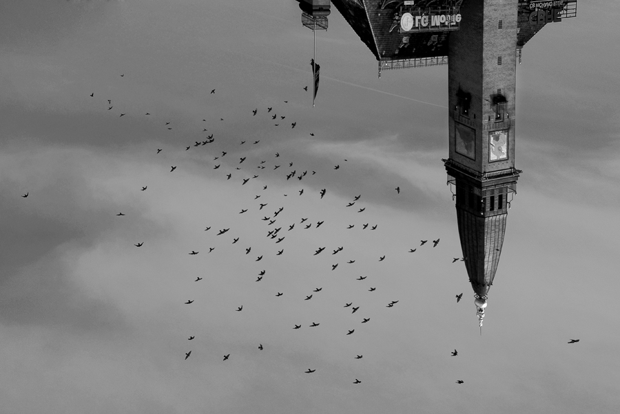 Ракурс птиц