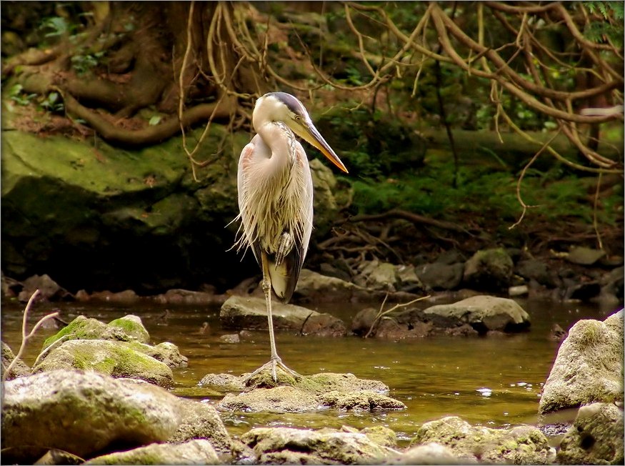 гаспадар Эрамозы