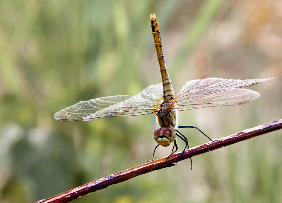 ЭКВИЛИБРИСТ