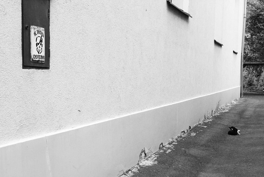 ОПАСНОСТЬ - кот