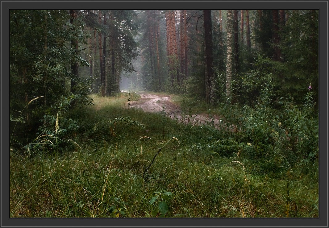 Лесная дорога