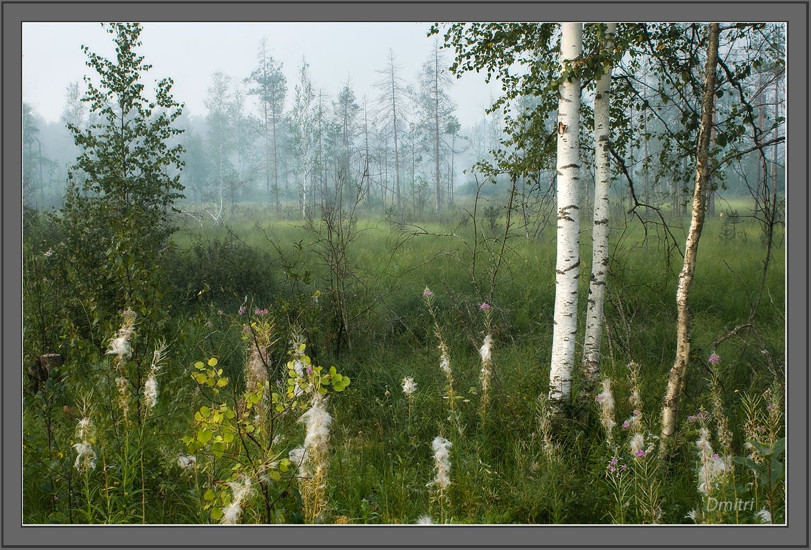 Иван-чай отцветает...