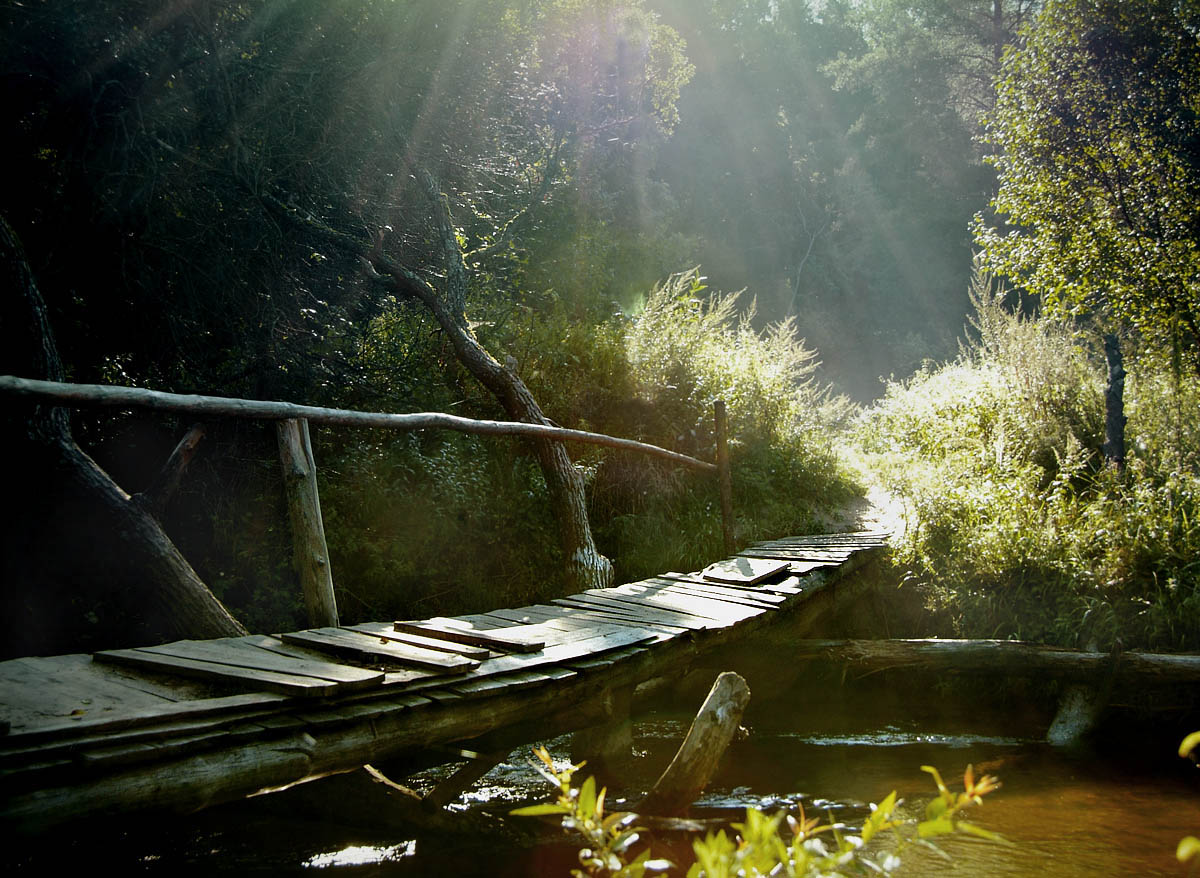 куда ты тропинка