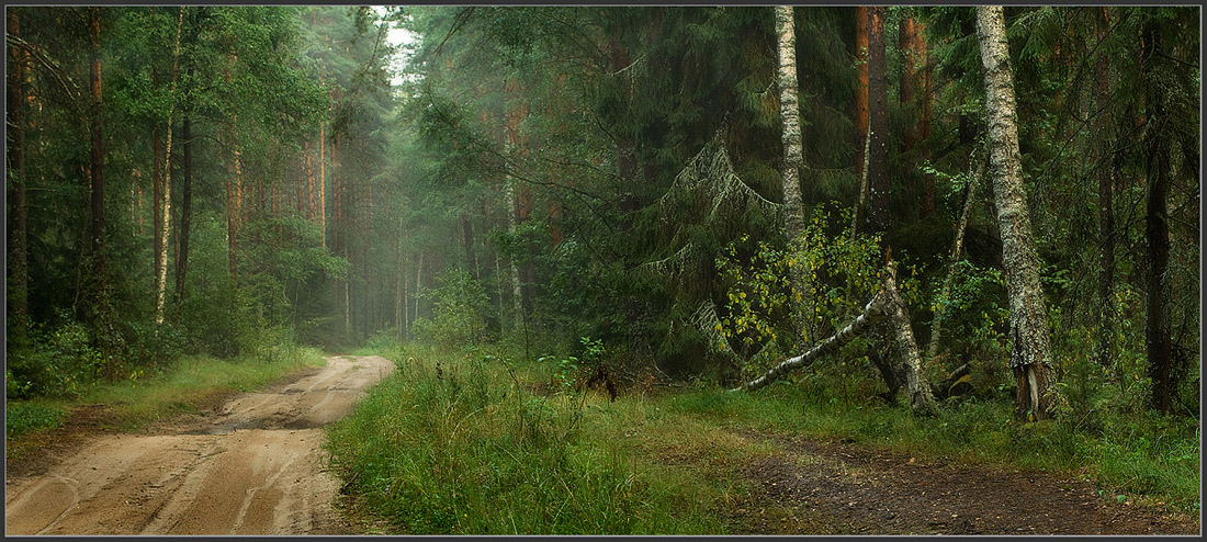 Лесной дорогой