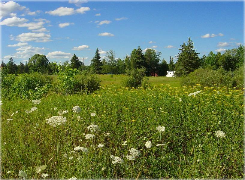 лета колеру піжмы