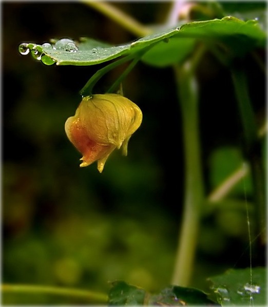 як схавацца ад дажджу?