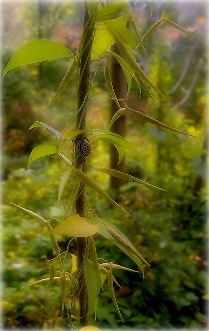 апошняе цяпло