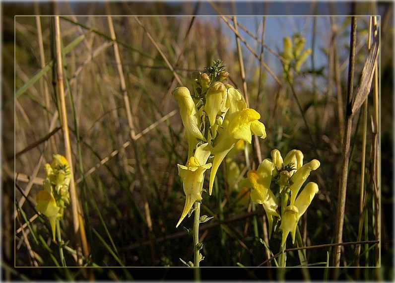 надзейку нежыць позьняе сьвітаньне...