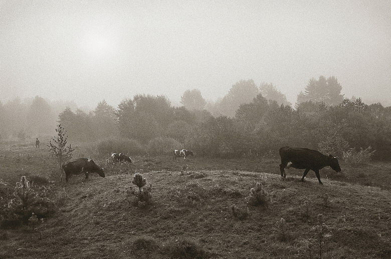 коровы и Володя в тумане