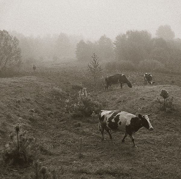 коровы и Володя в тумане2