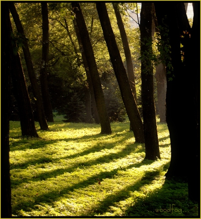 .миленькая зеленая полянка с мошками...