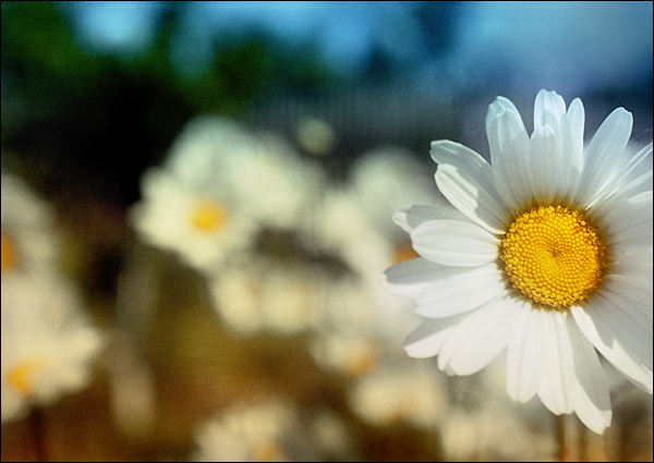 Солнцецветы