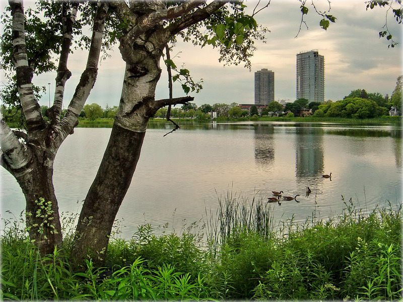 эцюд летні. бяз сонцу