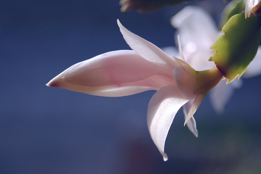 Пробуждение