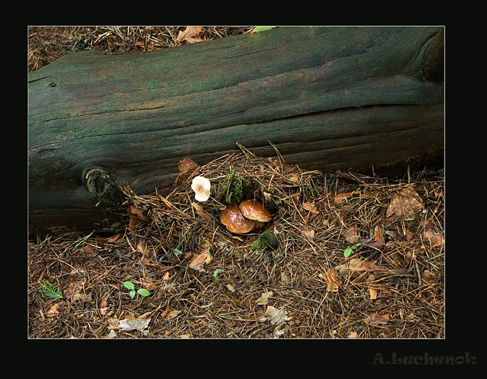 Под прикрытием