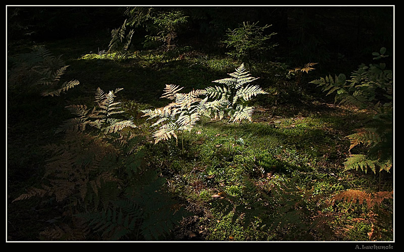 Папоротники