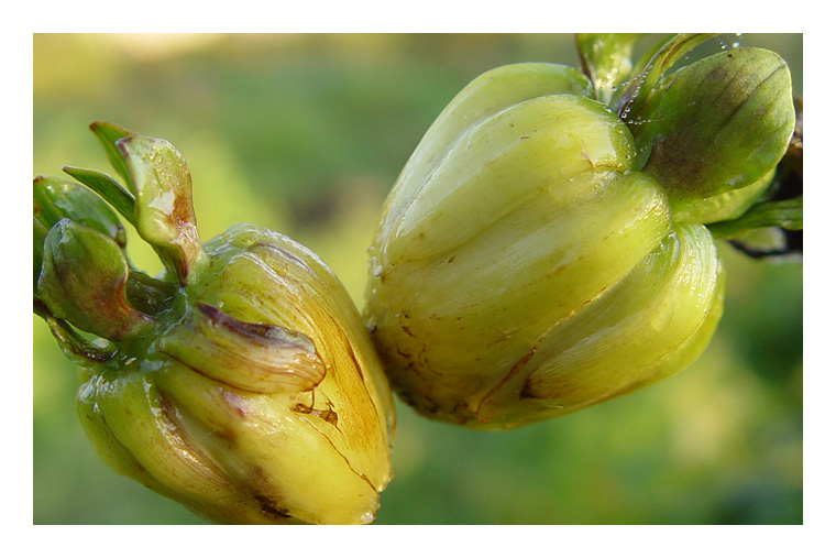 Добрай ранiцы!