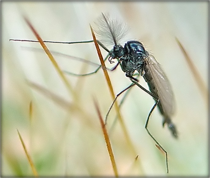 гусары не адступаюць!